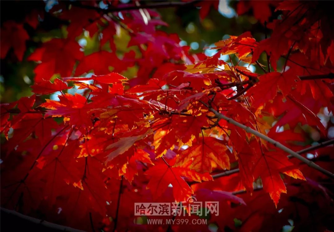 国语自产精品视频在线第100页 国语自产精品视频的精品繁荣海报