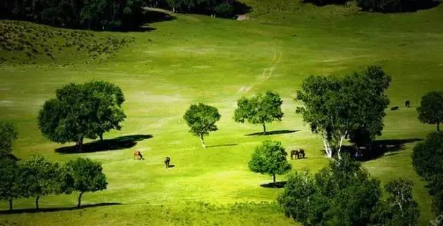 法国啄木鸟足球队教练海报