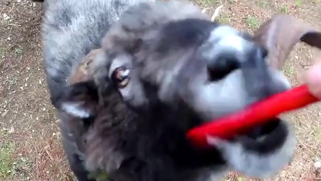 糖心晚晚酱最新 相较于同类流心产品海报