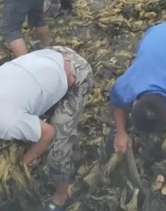 吃瓜大瓜视频 深度的吃瓜观点挖掘