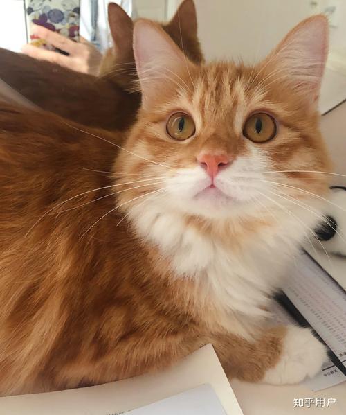 火影同人动漫全集海报