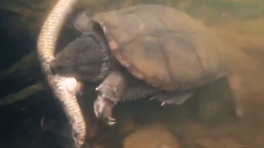 爬灰视频 我还没有学会回答这个问题海报