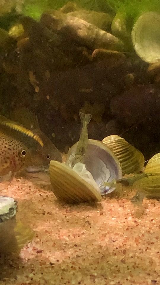 午夜视频尤物海报