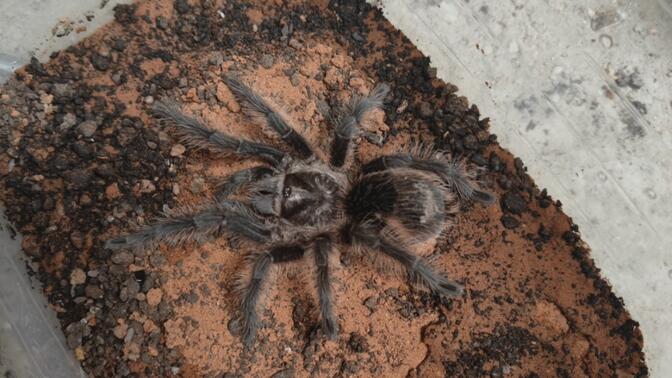 亚洲欧洲美洲无码精品 在无码精品领域独树一帜海报