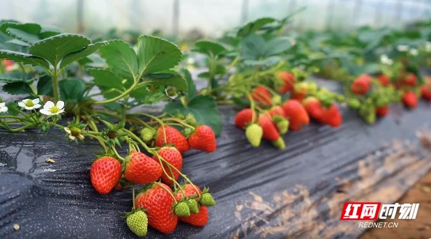 啄木鸟剧情 搭建一个合理的啄木欲望框架海报