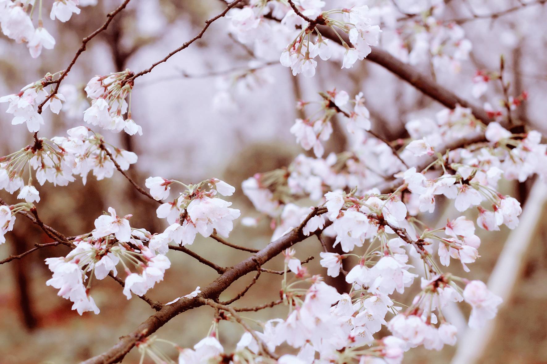 国产成人精品久久综合 海报