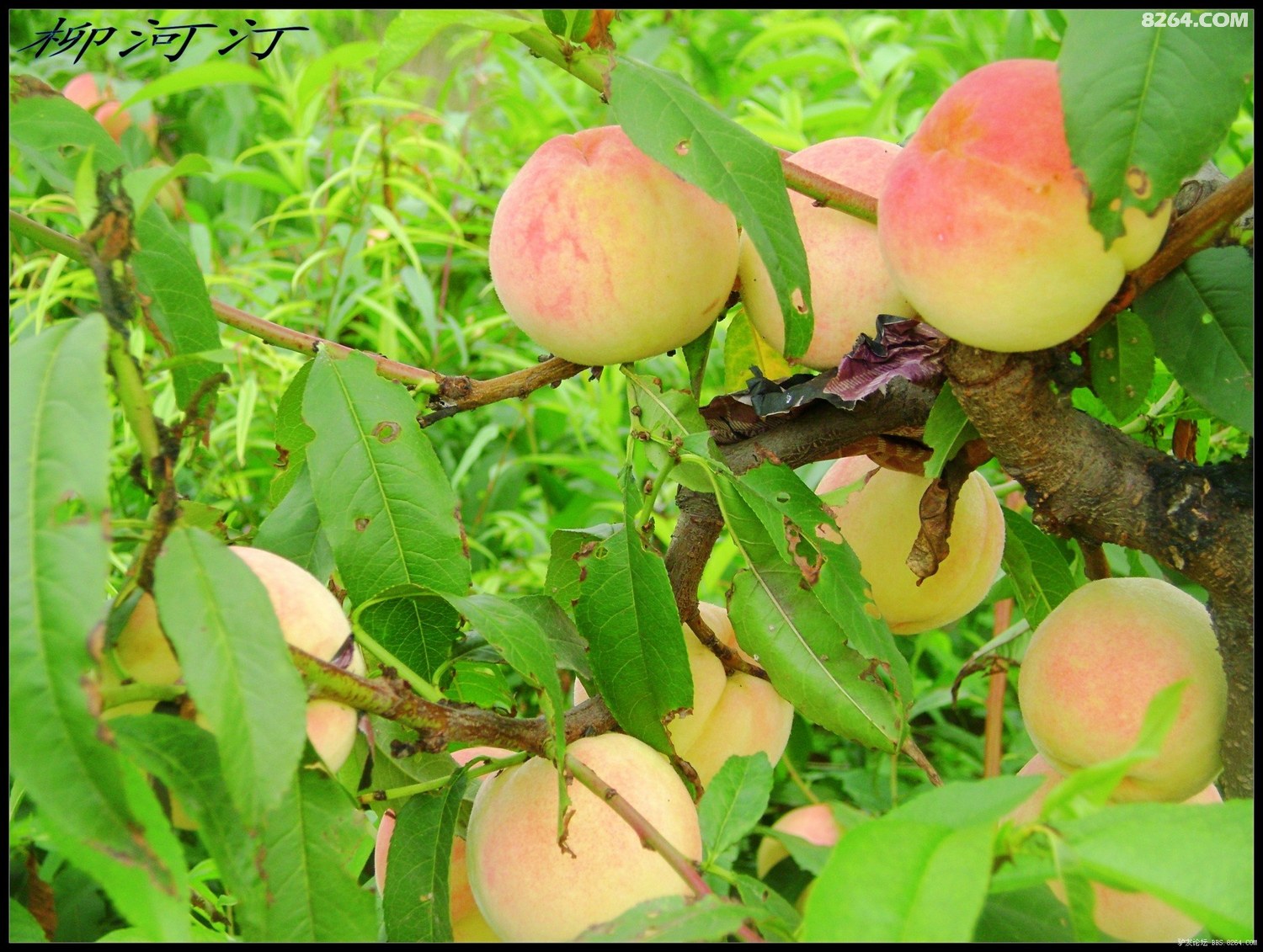 啄木鸟概况 啄木部分种类食性多样海报