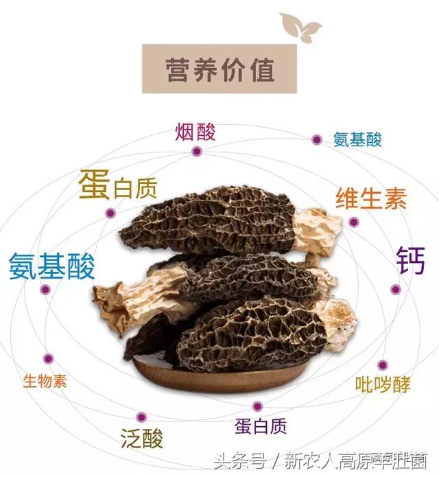 p站短视频 短视访问方式或具体内容介绍海报