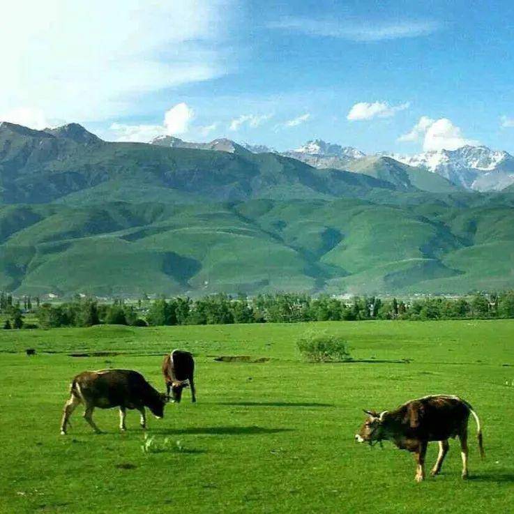 破解gtv的vip海报