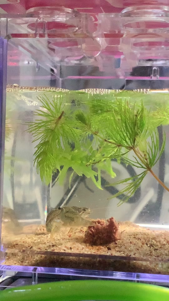 仙啄木鸟 仙啄木鸟落叶间活动和觅食海报