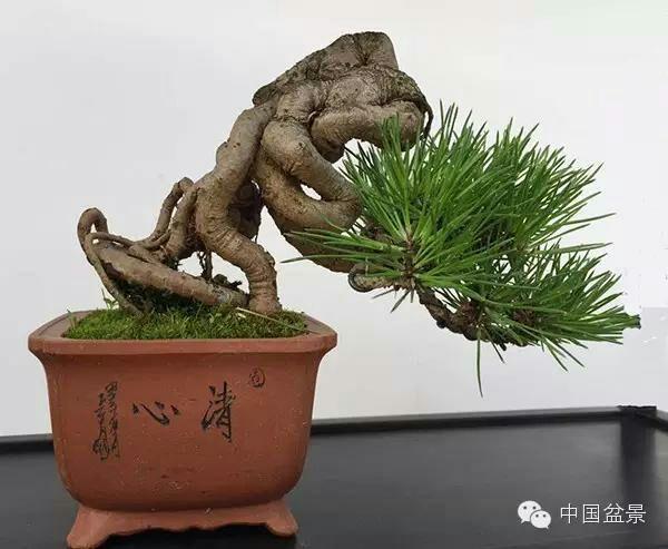 七月新番里番 月新向上的番里番网络文化海报