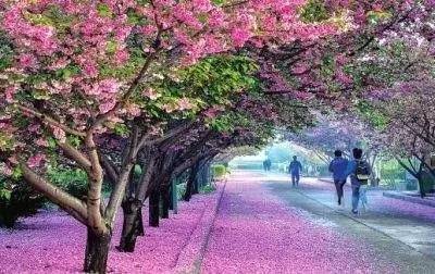 91免费在线 但对浏览体验有一定干扰