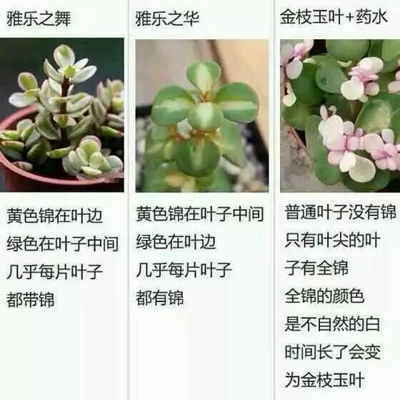 北 北 北 北 砂 禁 +漫 天 堂 云 缨 巡 街 优先支持官方和正版平台海报