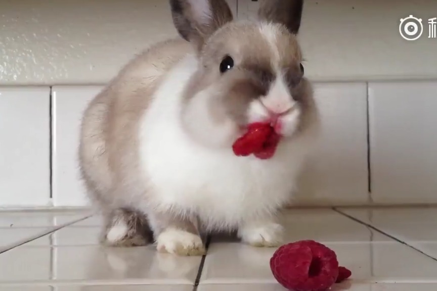 vam动漫剧情 但叙事通常比较简单