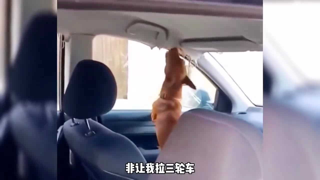 182tv在线观看线路黑料网海报