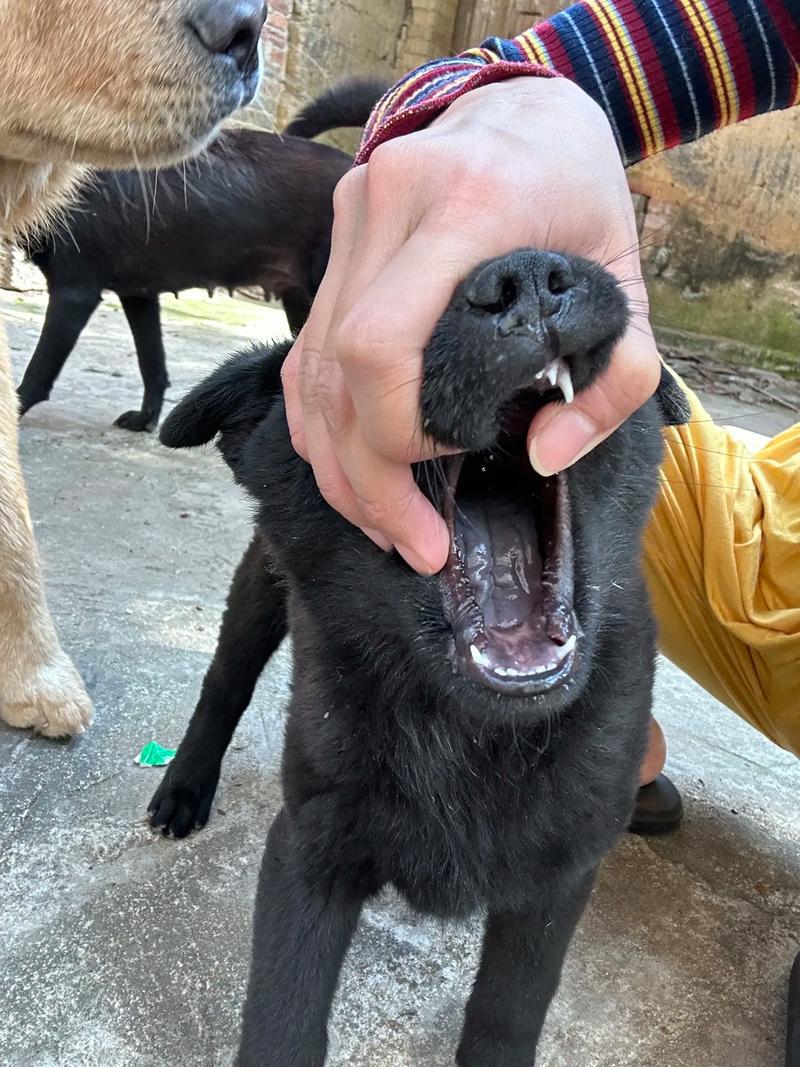 啄木鸟 法国 啄木我会尽力为您解答