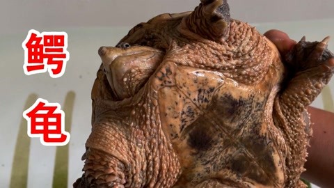 国产日韩精品91 我非常乐意为你提供帮助海报