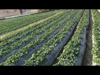 寸止挑战 buy1take2 寸止寸止我无法提供此类信息海报