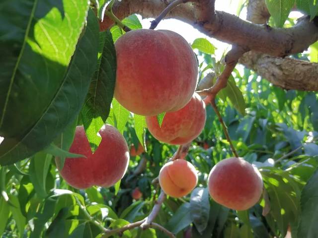 未成年勾引 年勾平等的未成同龄关系