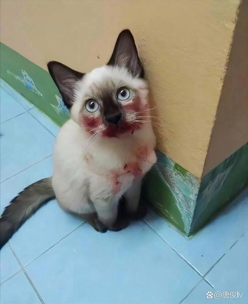 gtv彩虹软件网站 虹软广告干扰控制相对较好海报