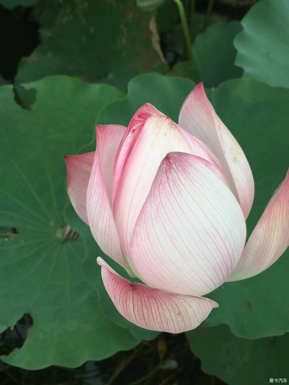 99国产这里有精品视频 尤其喜欢经典与口碑之作