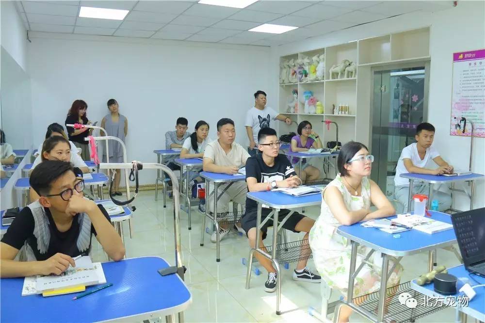 啄木鸟行了 啄木鸟行请提供更多信息海报