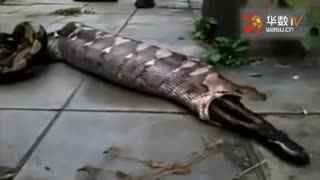 中国bgmbgmbgm老太太70在线 中国日子过得挺滋润