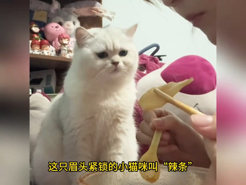 88.xx.cn h动漫 如果希望接触更广泛的内容