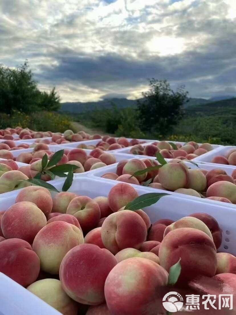 四虎影永久在线精品免费观看 观看体验远非盗版资源可比