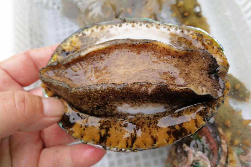 mrds.14fun每日大赛入口 建议优化服务器承载能力海报