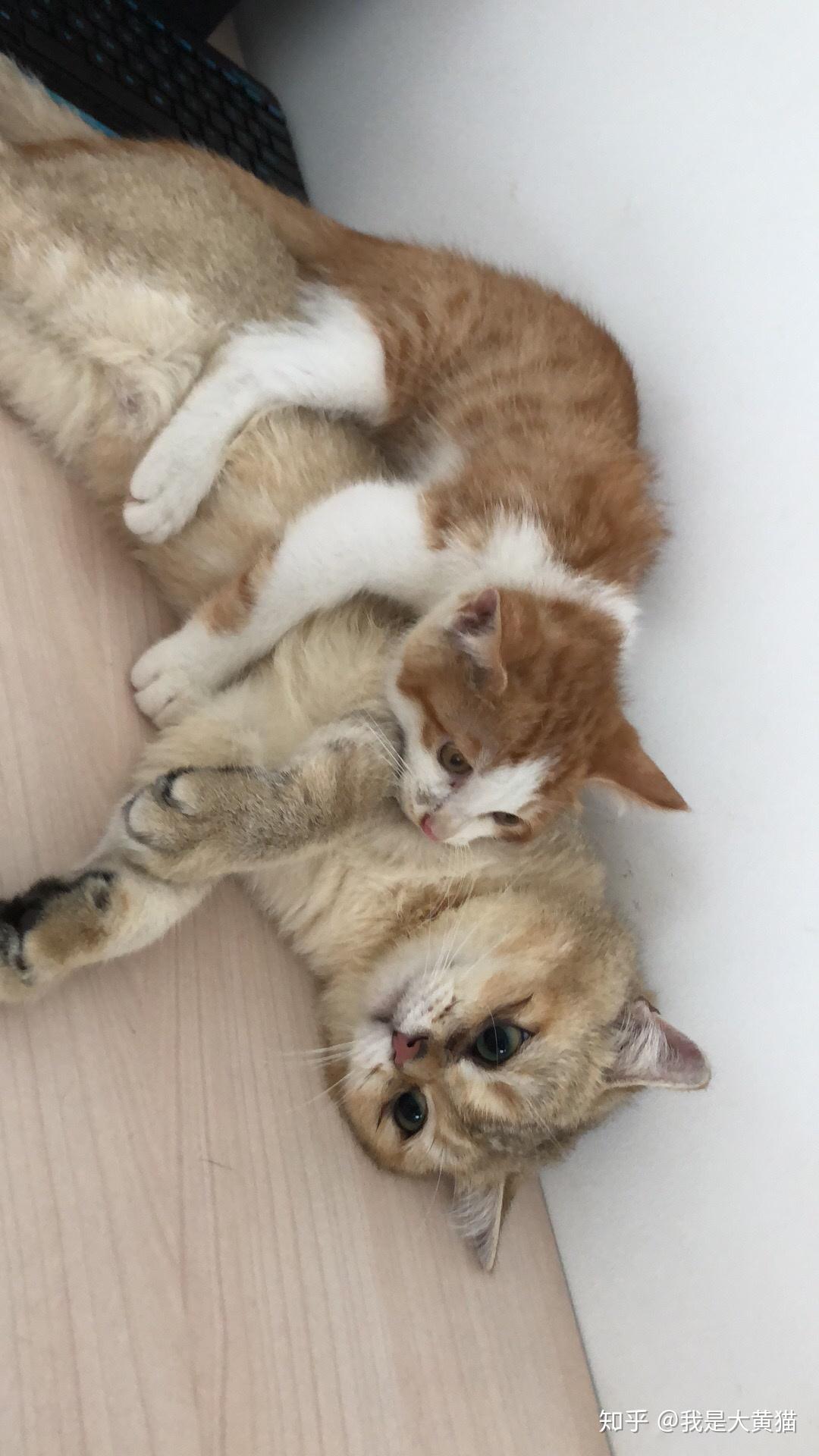 小岛南在线观看中文 