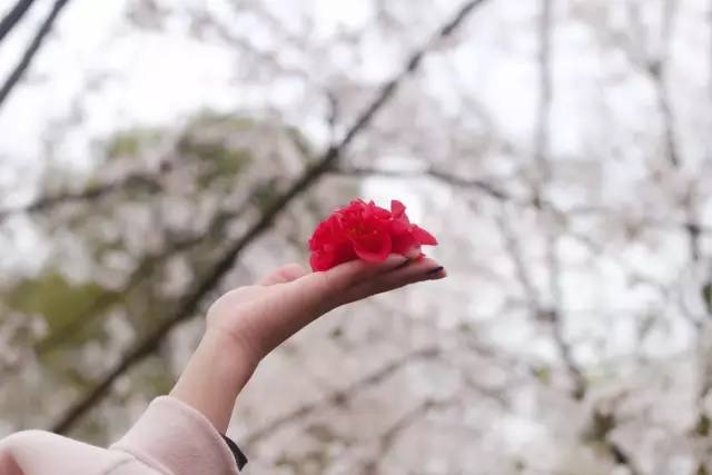 大丽花同人3d 花同如果观看或使用