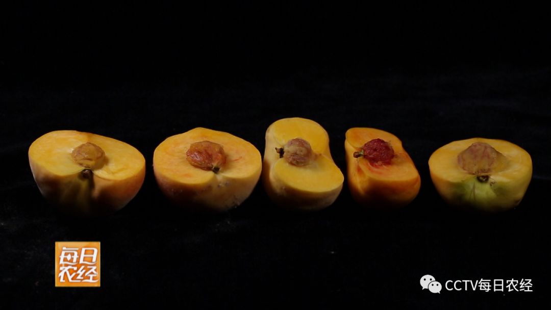 啄木鸟 美丽黑人系列 啄木我非常乐意为你提供帮助海报