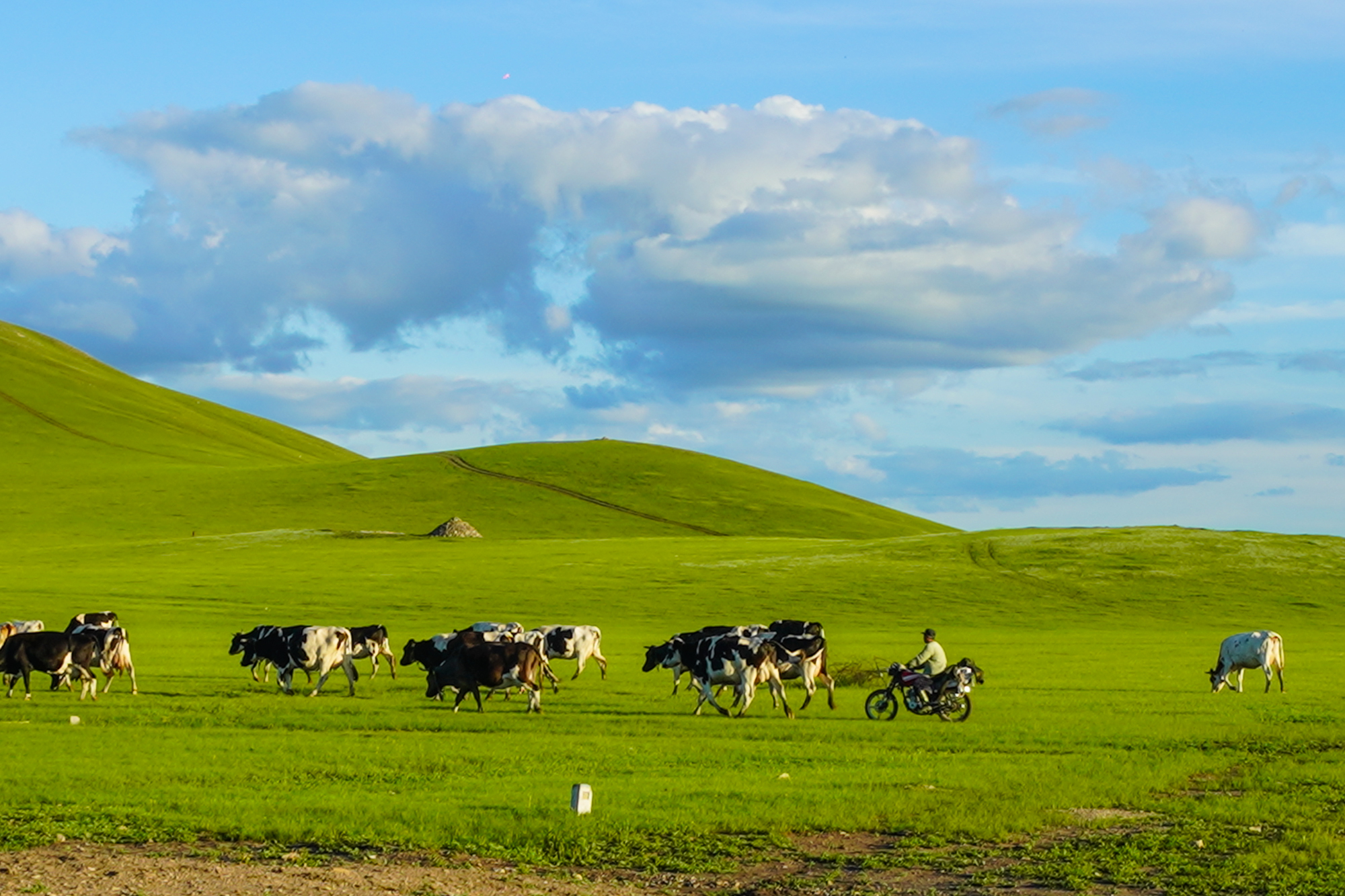萌困困狗 看到“萌困困狗”这个词海报