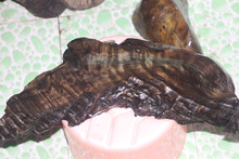 四川卓才智汇科技有限公司 招标 川卓才智“剑鱼招标”等海报