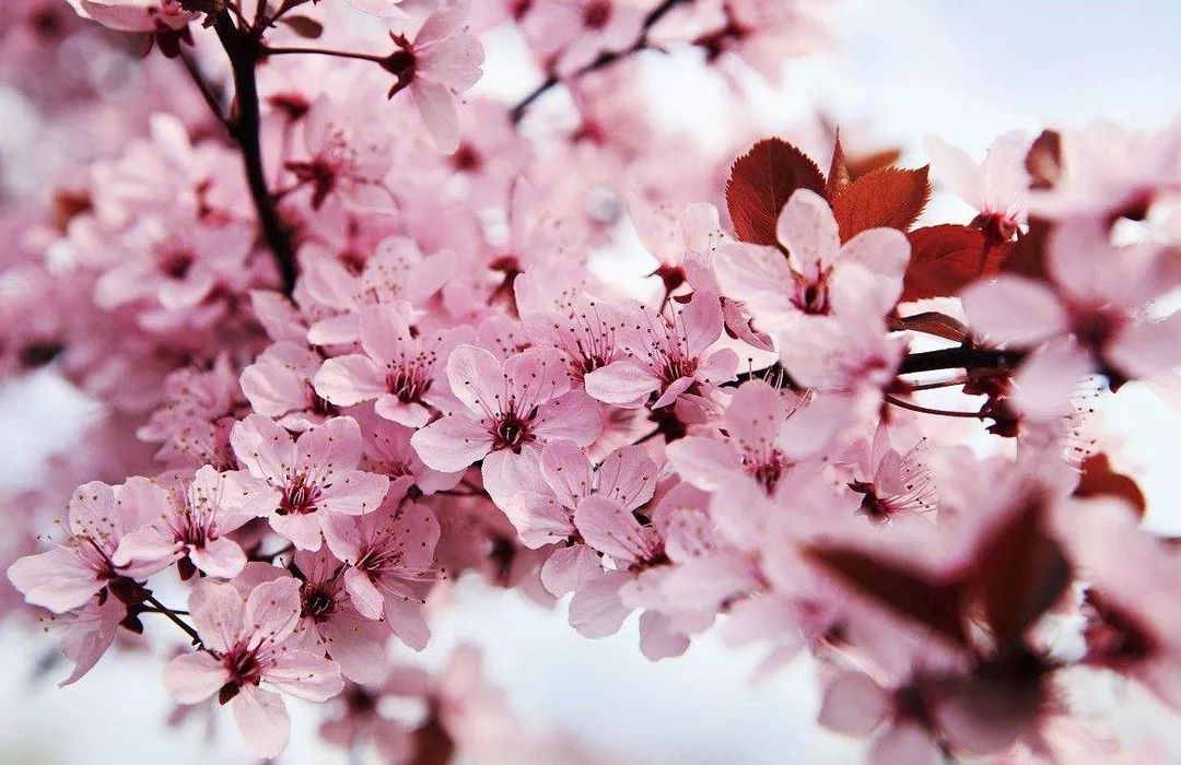 小马拉大车 小马拉大车 导致过程艰难甚至失败