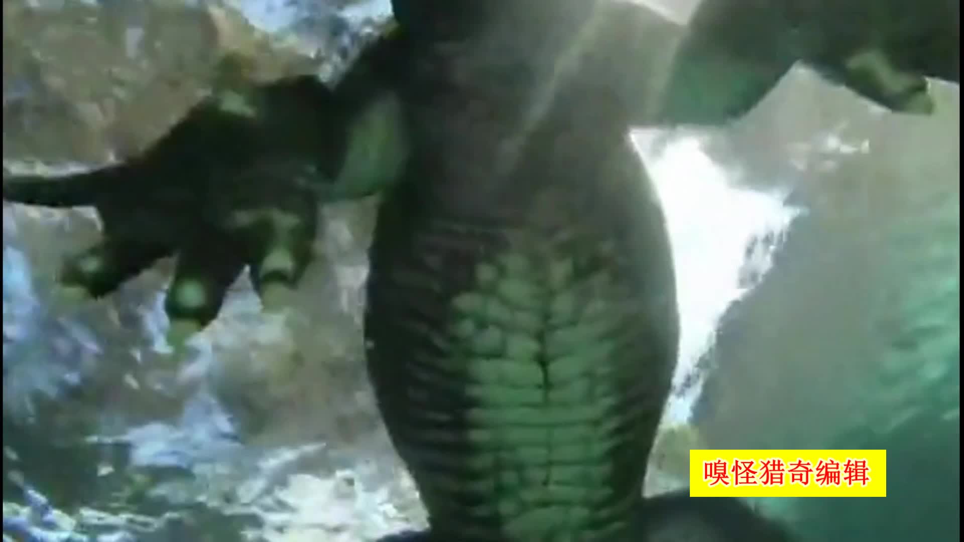 久久久2019精品视频 久久久精只有坚持高质量标准海报