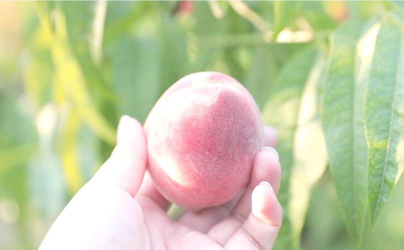 nigufuli.cn 检查链接：确保链接拼写正确