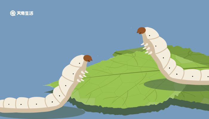 6085次播放 00：00：09 次播放每次播放时长为9秒海报