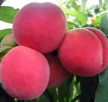 3d漫画动漫 漫漫《功夫熊猫》）