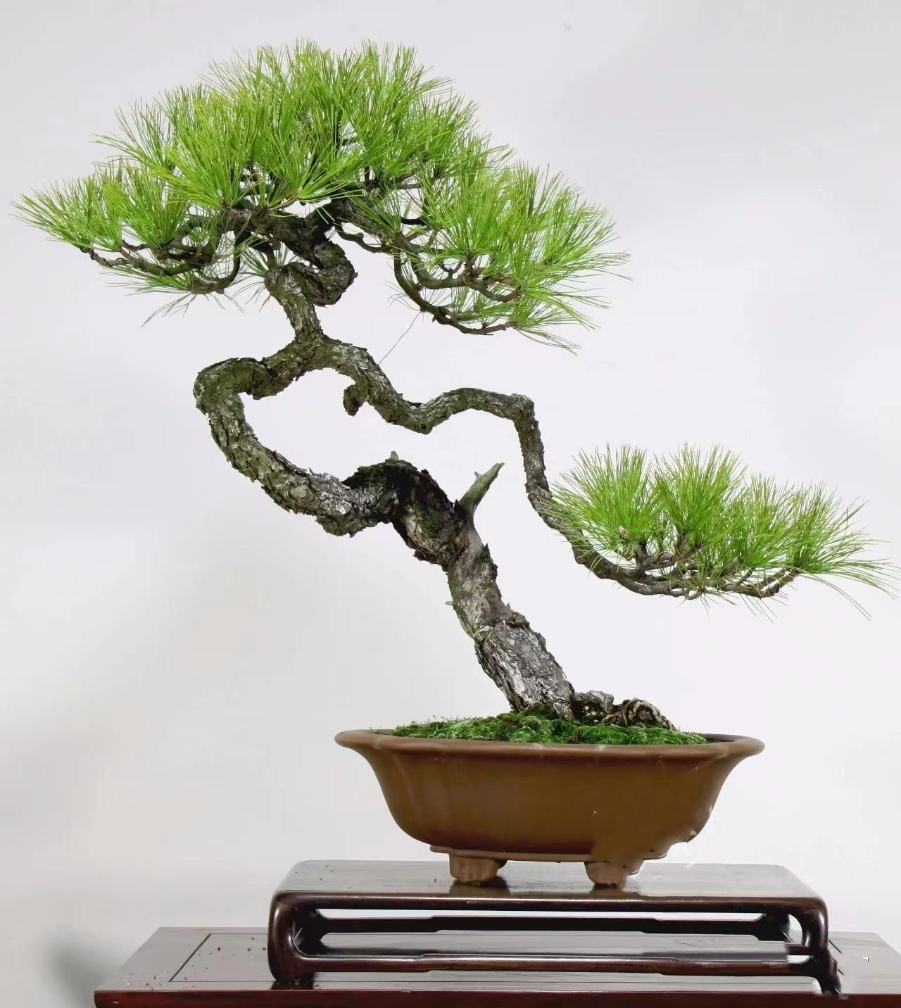 不见星空不露脸了 对话内容不设永久存储