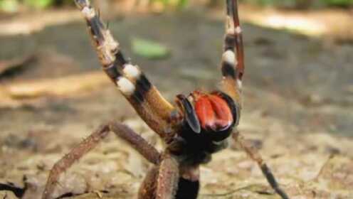 公交车合集 公交切勿将头手伸出窗外海报