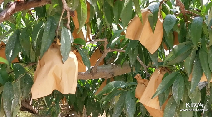 欢迎来到好色精灵之森动漫 色精森动魔法系统或故事情节海报