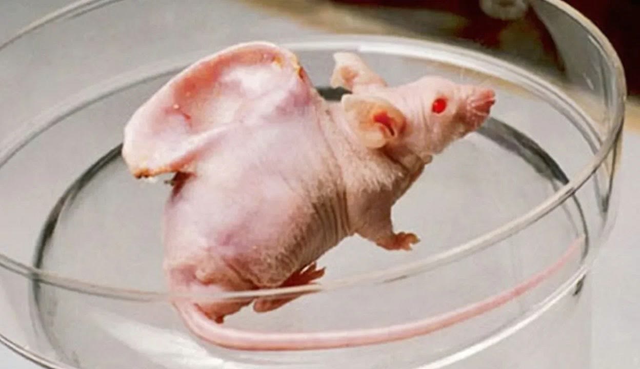 肉文霸道总裁 美丽而危险的霸道疆域海报