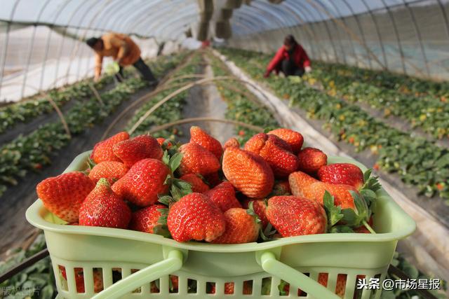 初恋时光动漫 每年夏天在森林中相遇