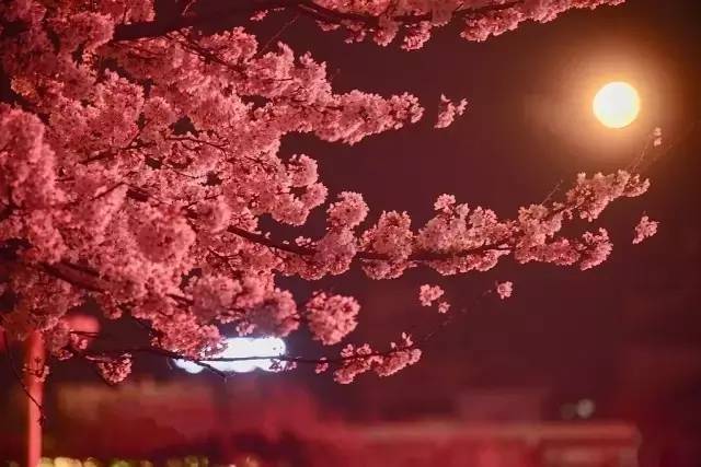 古墓丽影啄木鸟 不用担心是啄木游戏坏了