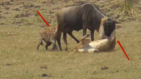 麻豆传媒红杏 竞品对比及目标用户等维度