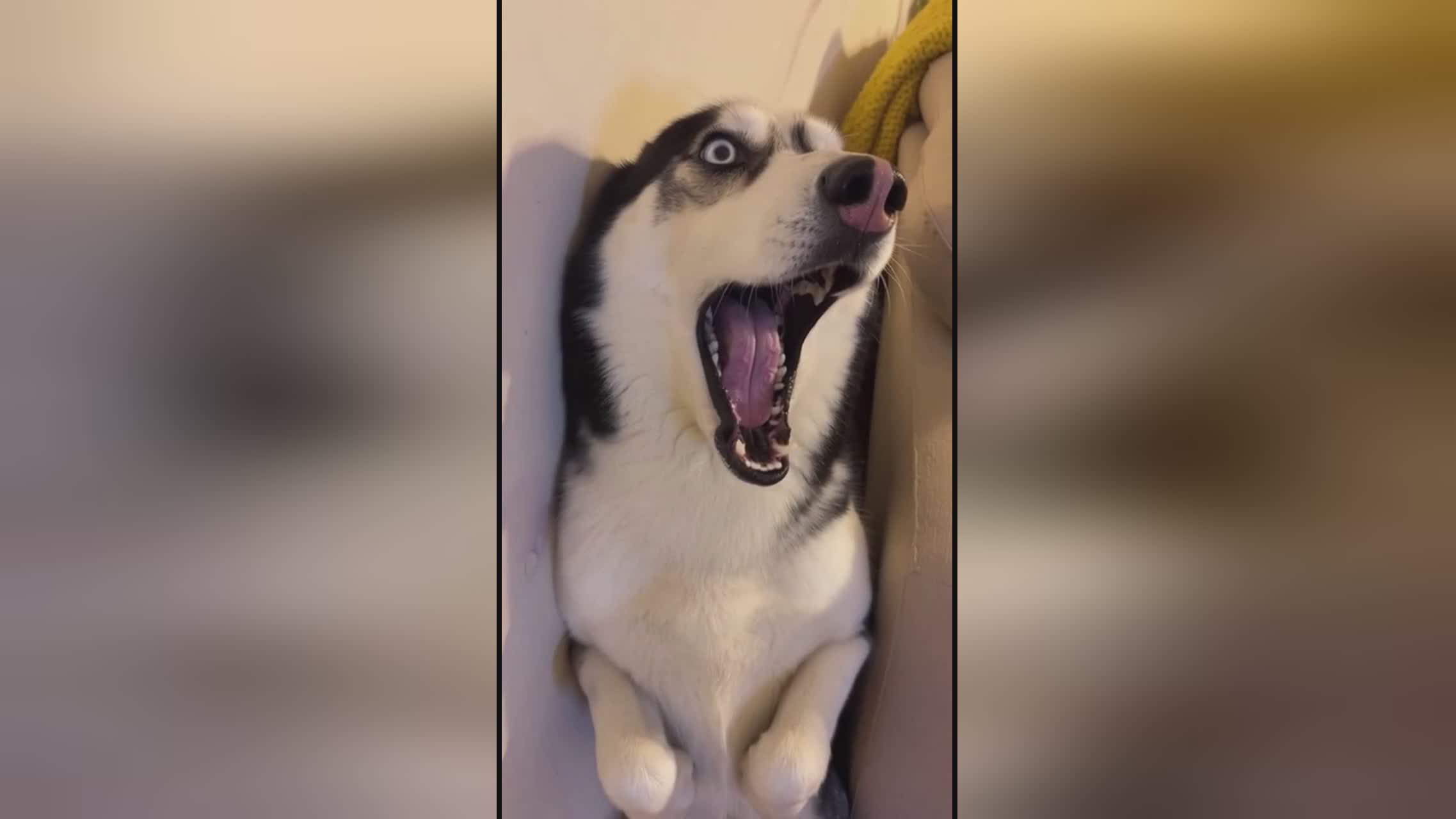 在日本电影院里 院里是日本体验的一部分海报