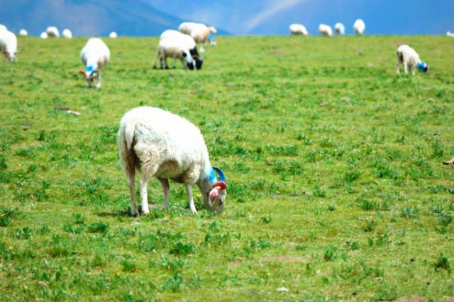 欧美人与动牲交欧美精品 牲交动物保护组织也参与其中