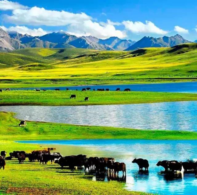 欧美人与动牲交欧美精品 牲交动物保护组织也参与其中